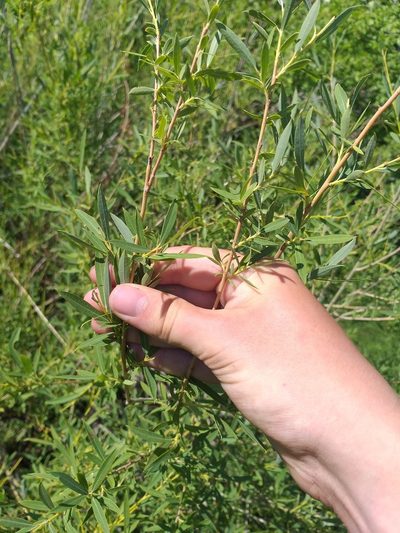 Salix caspica, photographed by Dmitriy Bochkov