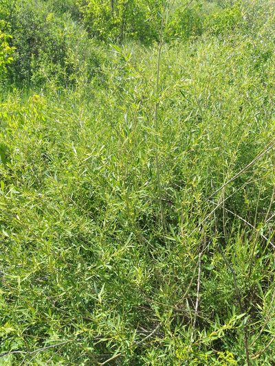 Salix caspica, photographed by Dmitriy Bochkov