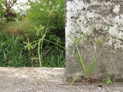 Cyperus compressus, photographed by chiuluan