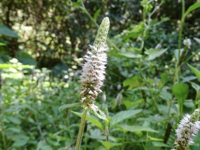 Pogostemon auricularius, photographed by Toby Y