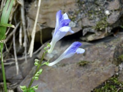 Scutellaria formosana, photographed by Toby Y