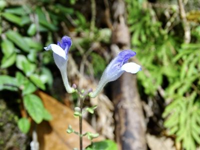 Scutellaria formosana, photographed by Toby Y