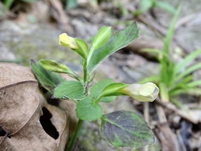 Torenia flava, photographed by Toby Y