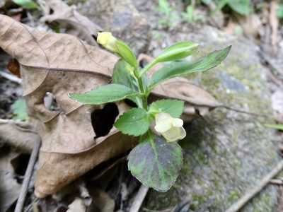 Torenia flava, photographed by Toby Y