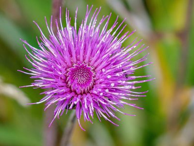 Cirsium heterophyllum, photographed by rainerburkard