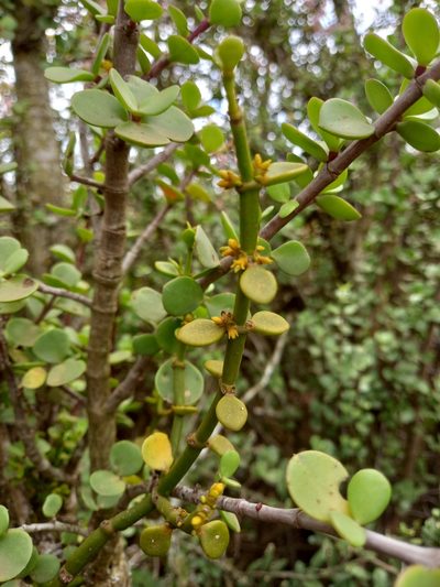 Viscum crassulae, photographed by Christiaan Viljoen