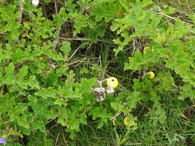 Solanum linnaeanum, photographed by Shaun Swanepoel