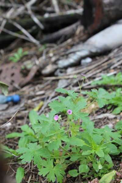 Geranium divaricatum, photographed by Силаева Татьяна Борисовна