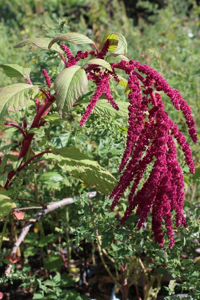 Amaranthus caudatus, photographed by Силаева Татьяна Борисовна