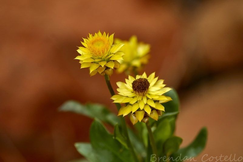Xerochrysum interiore, photographed by Brendan Costello
