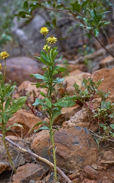 Xerochrysum interiore, photographed by Brendan Costello