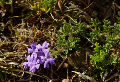 Verbena venturii, photographed by Guillermo Debandi