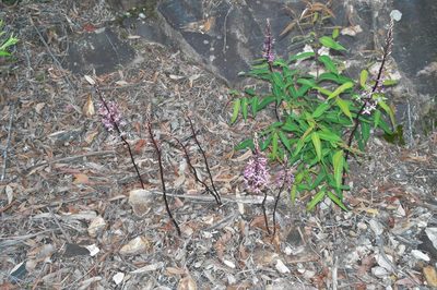 Dipodium squamatum, photographed by Gary Williams