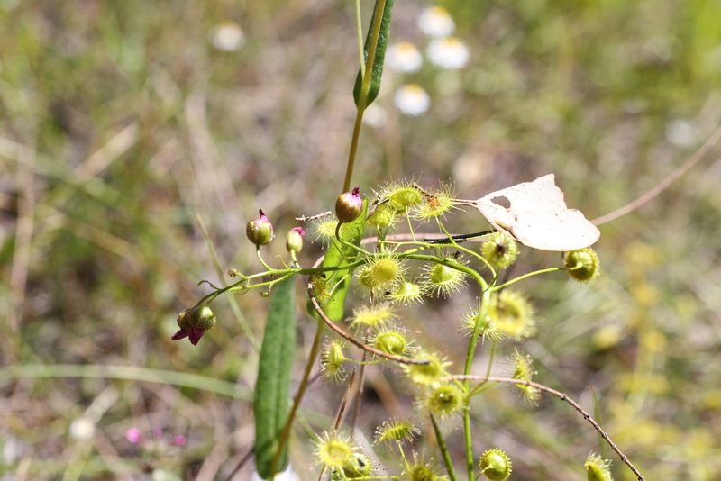 Drosera stricticaulis, photographed by Hugo Innes