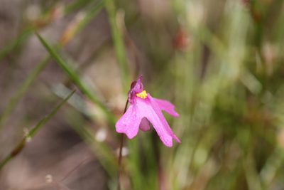 Utricularia multifida, photographed by Hugo Innes