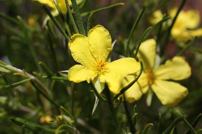 Hibbertia huegelii, photographed by Hugo Innes