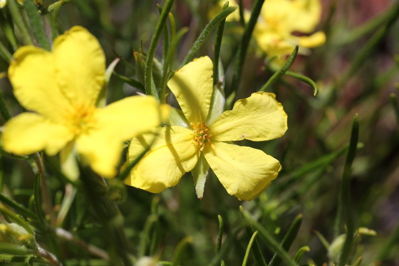 Hibbertia huegelii, photographed by Hugo Innes