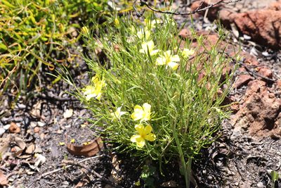 Hibbertia huegelii, photographed by Hugo Innes