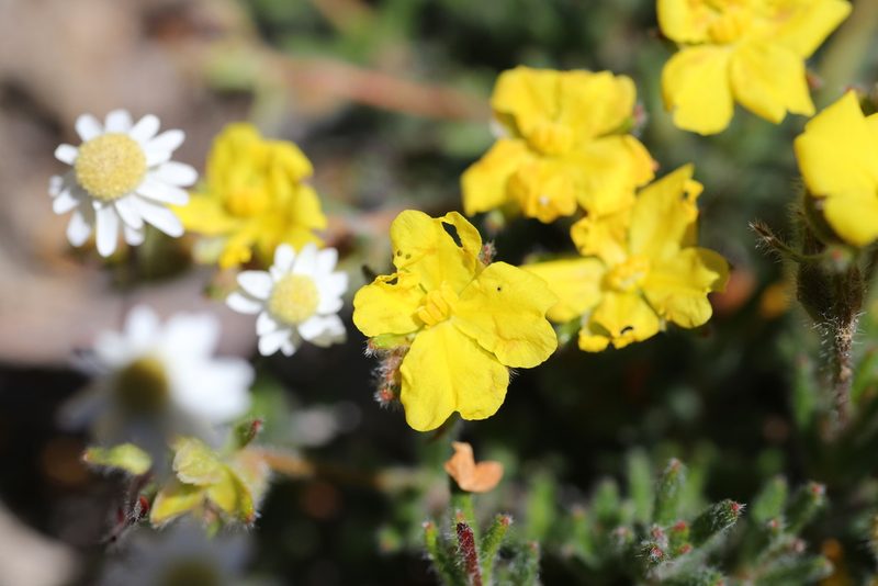 Hibbertia polystachya, photographed by Hugo Innes