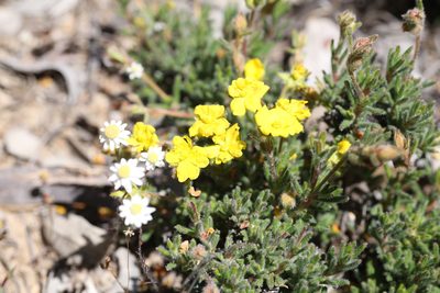 Hibbertia polystachya, photographed by Hugo Innes