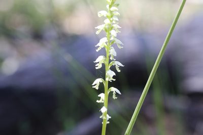 Microtis alba, photographed by Hugo Innes