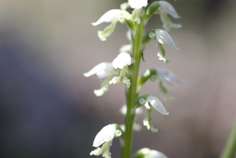 Microtis alba, photographed by Hugo Innes