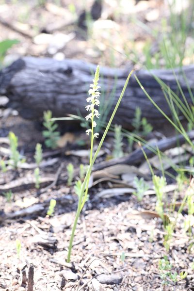 Microtis alba, photographed by Hugo Innes