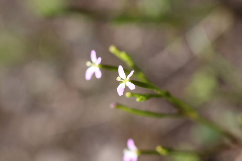 Stylidium despectum, photographed by Hugo Innes