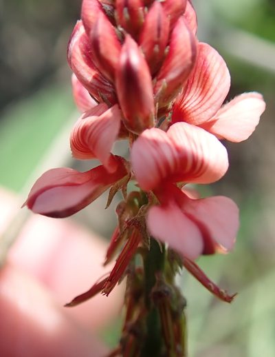 Indigofera dimidiata, photographed by Peter Warren
