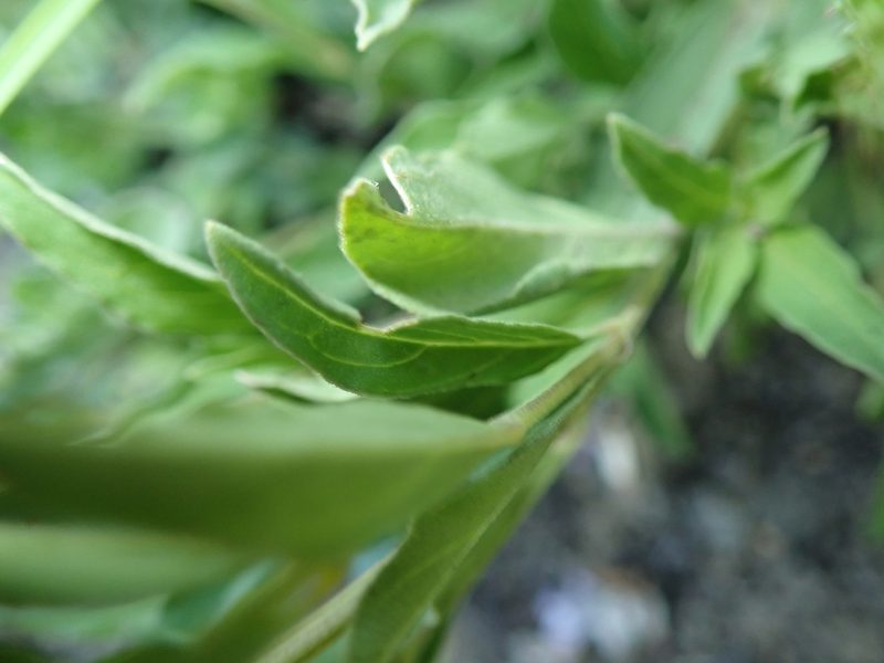 Ocimum obovatum, photographed by Peter Warren
