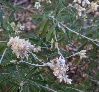 Pseudognaphalium obtusifolium, photographed by mattmsa