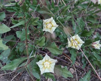 Chamaesaracha edwardsiana, photographed by mattmsa