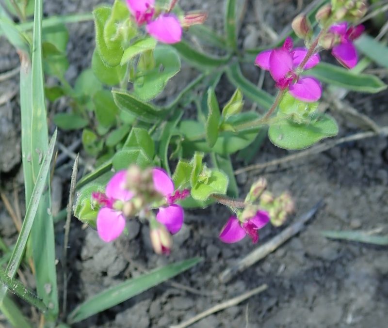 Polygala amatymbica, photographed by Peter Warren