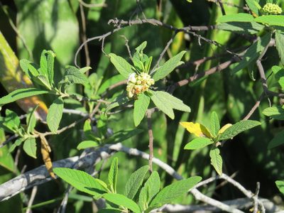 Varronia curassavica, photographed by Victor Farjalla Pontes