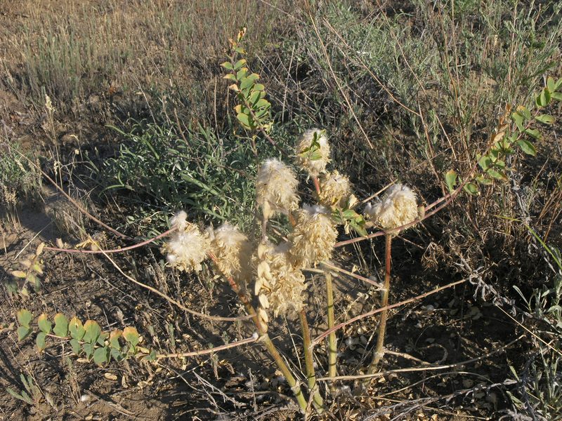 Astragalus vulpinus, photographed by Oleg Kosterin