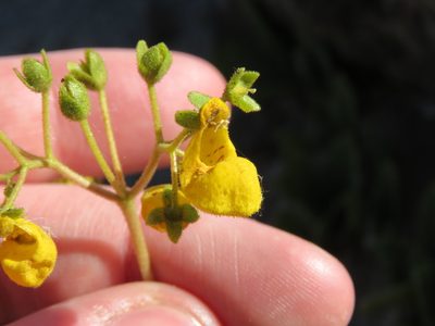 Calceolaria biflora, photographed by Nicolas Olejnik