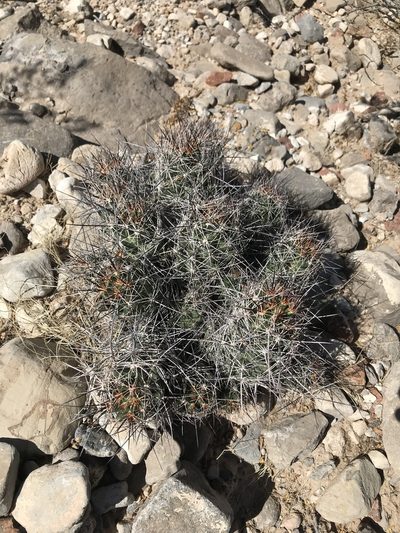Pelecyphora macromeris, photographed by Kevin Floyd