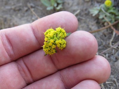 Sanicula graveolens, photographed by Nicolas Olejnik