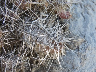 Austrocactus coxii, photographed by Nicolas Olejnik