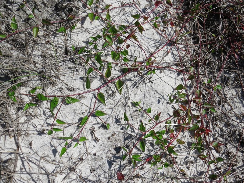 Microstachys corniculata, photographed by Victor Farjalla Pontes