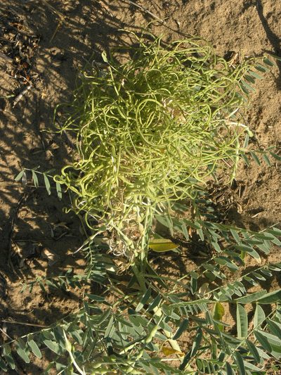 Sophora alopecuroides, photographed by Oleg Kosterin