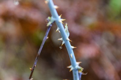Rubus leucodermis, photographed by Jay Pruett