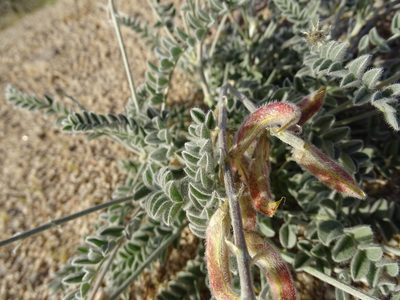 Astragalus layneae, photographed by Jesse Rorabaugh