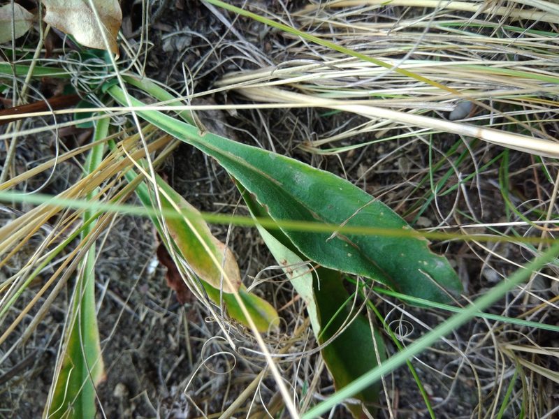 Goniolimon besserianum, photographed by Valerii Darmostuk