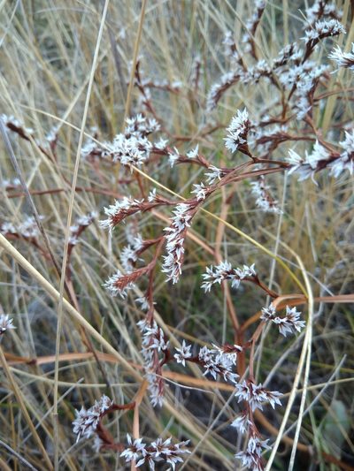 Goniolimon besserianum, photographed by Valerii Darmostuk