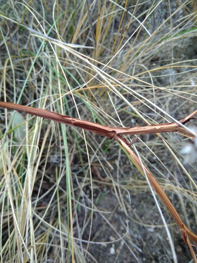 Goniolimon besserianum, photographed by Valerii Darmostuk