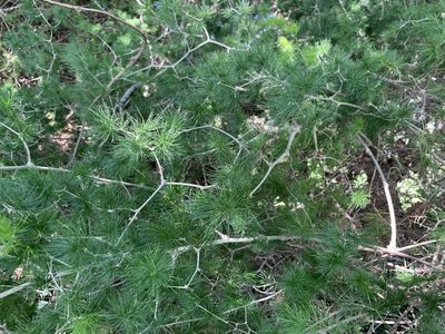 Asparagus retrofractus, photographed by Dave Richardson