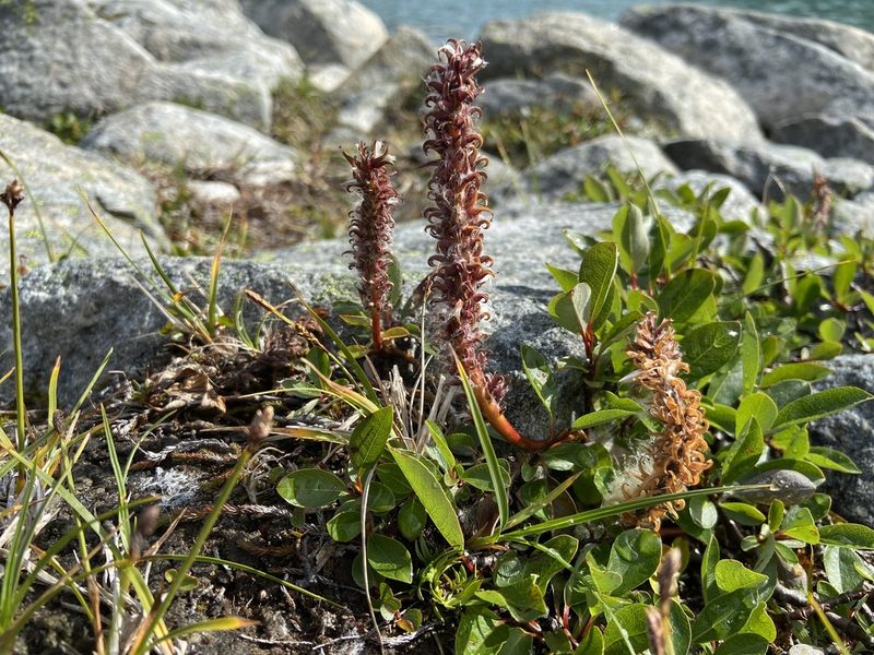 Salix arctophila, photographed by Ida B D Jacobsen