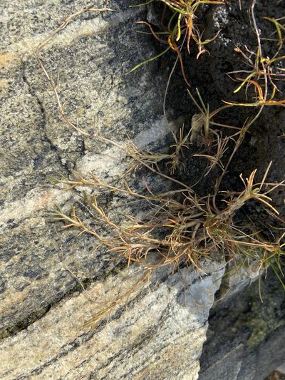 Puccinellia phryganodes, photographed by Ida B D Jacobsen