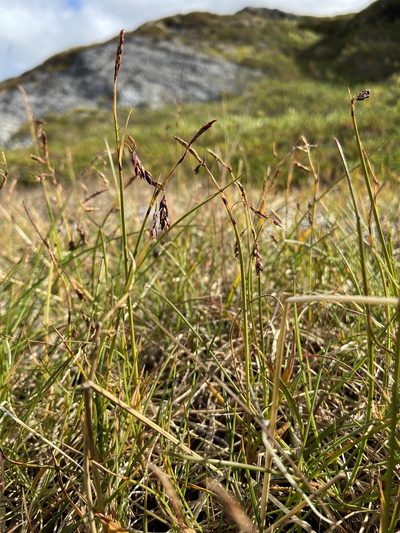 Carex rariflora, photographed by Ida B D Jacobsen